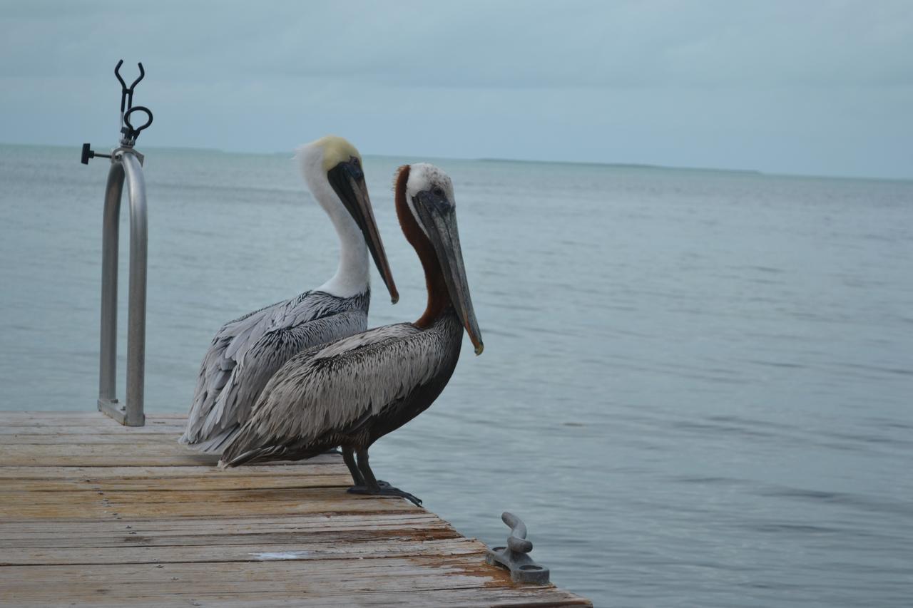 La Jolla Resort Islamorada Dış mekan fotoğraf
